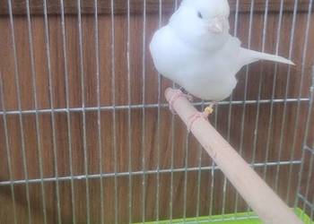 Kanarek bialy samica