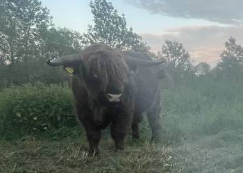 Krowy Szkockie Highland Bydło Byk Mamki Cielaki