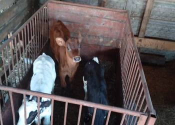 Cielęta do dalszego chowu