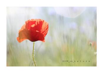 ZDJĘCIA przyrodnicze - cz.III