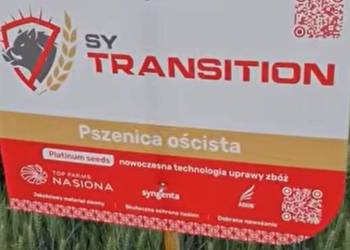 SY Transition Oścista, plenna, nie wylega