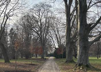 Mulczowanie koszenie wycinka darniowanie usługi leśne
