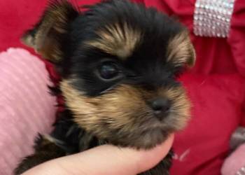 Yorkshire Terrier piesek