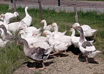 10 Gęsi ODCHOWANE do Dalszego CHOWU + 7 szt. Kaczorów Dużych