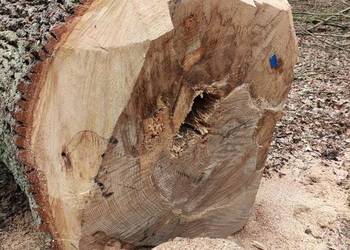 Potężny dąb - idealny na rzeźbę/kapliczkę