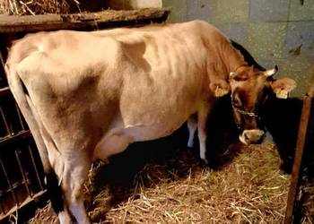 Pyszne mleko kremowe od krowy Jersey