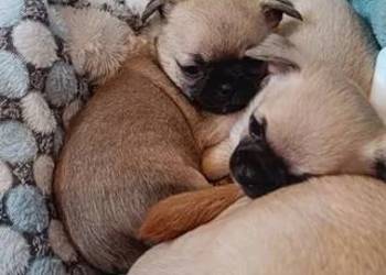 CHIHUAHUA KRÓTKOWŁOSY