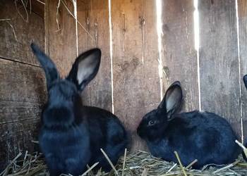 Królik Króliki Młode