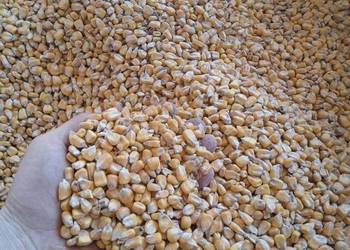 Kukurydza, pszenica, pszenżyto, owies, żyto