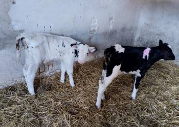 Byczki do sprzedania