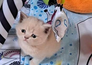 Rezerwacja Kocurek brytyjski krótkowłosy kremowy z rodowodem