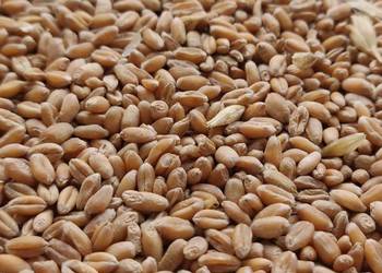 Pszenica ozima Pszenica ozima