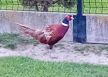 Jaja lęgowe  od bażanta polnego