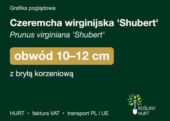 Czeremcha wirginijska 'Shubert' obwód 10-12 cm, z bryłą – HURT