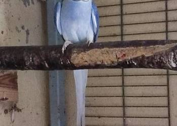 Aleksandretta aleksandretty