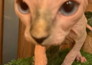 Sfinks Kanadyjski. Rezerwacja kotki.