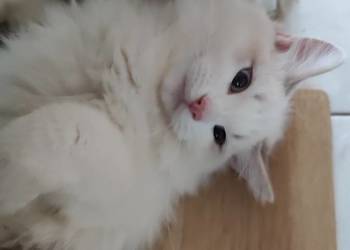 Ulian Dumka*Pl cudowny kocurek neva masquerade