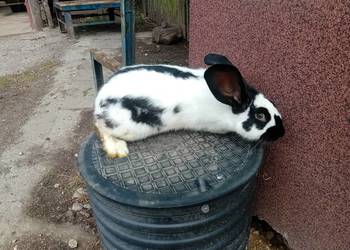Sprzedam króliki