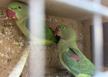 Aleksandretty wielkie z 2025 Aleksandretty wielkie z 2025