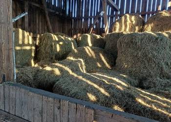 siano w balotach 1 pokos 2025