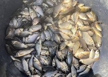 Ryby do oczek wodnych Jesiotr Albinos Karaś kolorowy, Amur Karp Lin Tołpyga