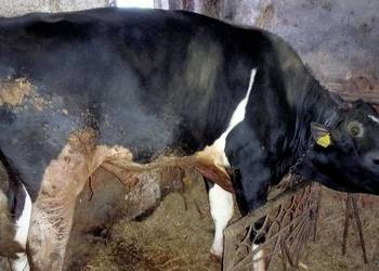 Byk opas do dalszej hodowli