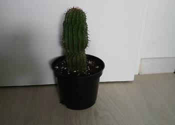 Euphorbia Horrida wilczomlecz