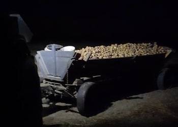 Ziemniaki nie sortowane 0,50zł za 1kg.