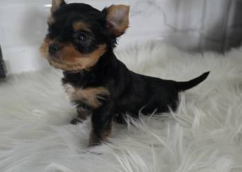 Piesek yorkshire terrier