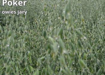 Owies jary Poker kwalifikowany C1