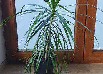 Dracena ok 100cm