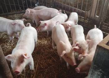 Prosięta 12-tygodniowe