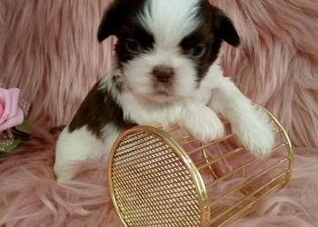 Biało czekoladowa suczka rasy Shih-Tzu