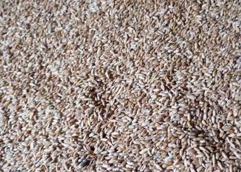 Pszenżyto trisol tegoroczne