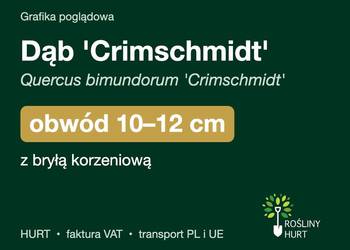 Dąb 'Crimschmidt' (Quercus bimundorum) obwód 10-12 cm, z bryłą – HURT