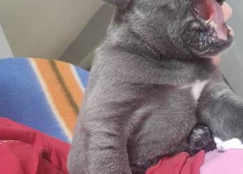 Szczenięta Cane Corso