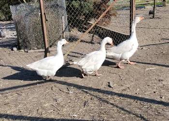 Gęsi białe 2025