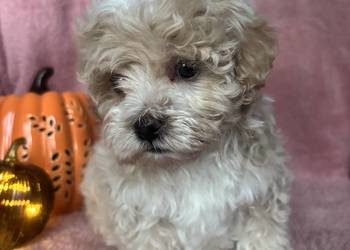 Piesek Maltipoo F1 beżowy