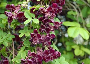 AKEBIA PIĘCIOLISTKOWA Czekoladowe pnącze - sadzonki w doniczkach