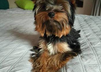 Sprzedam York shire Terrier