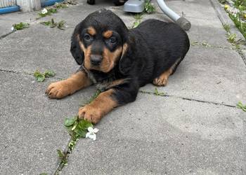 Szczeniaki Gończy Polski