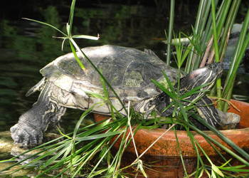 Wniosek, deklaracja organu RDOŚ, obszarów Natura 2000