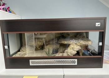 Sprzedam gekona lamparciego wraz z terrarium