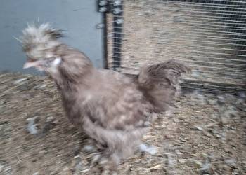 Silki sprzedam pary.