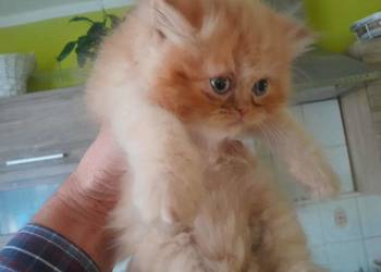 Kocurek perski rudo-biszkoptowy