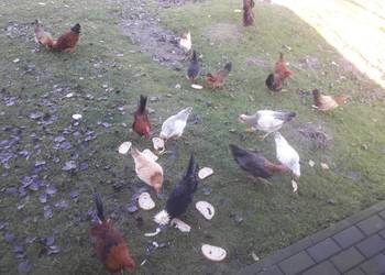 Kogutki czubatki staropolskiej, zielononòżki, liliputy i zwykle.