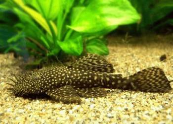 Glonojad zbrojnik rybka akwariowa