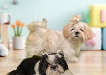 SHIH TZU szczenięta  ok 4 kg w wieku dorosłym