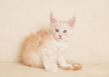 Przepiękny kocurek Maine Coon - LEGALNA HODOWLA