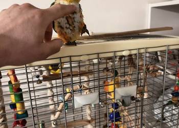 Barwinka ręcznie karmiona piskle